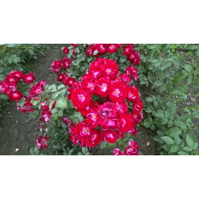 Red roses of the variety 'Nikita's Beauty' against a green foliage background