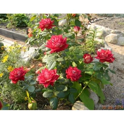 Красные розы на кусте в саду - Нирпбреди