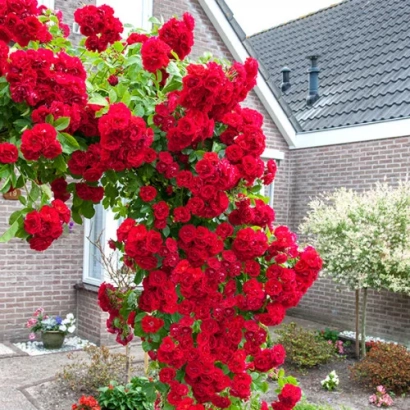 Красная плетистая роза Полс Скарлит Клаймбер на фоне дома