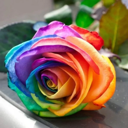 Rainbow rose with multicolored petals