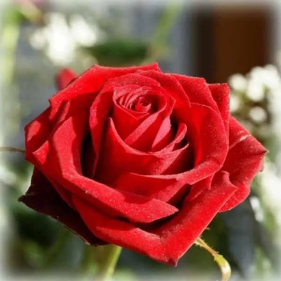 Крупный план красной розы без текста - Ред Куин