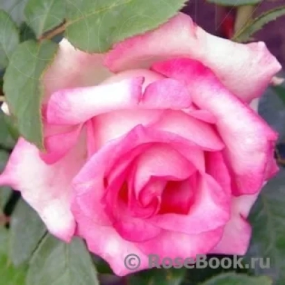 Роза сорта РЮИЦЛ 1632Б