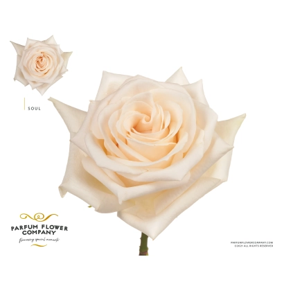 Белая роза на белом фоне с логотипом PARTUM FLOWER COMPANY - Руймг 008