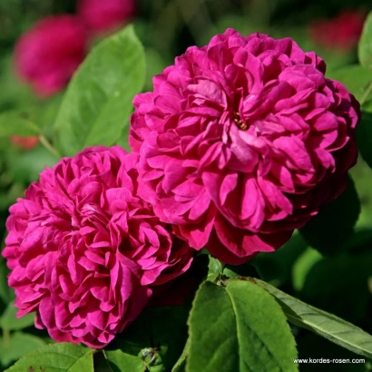 Роза сорта DE RUITER 2700 D на фоне зелени - РУИСХ 2700 Д