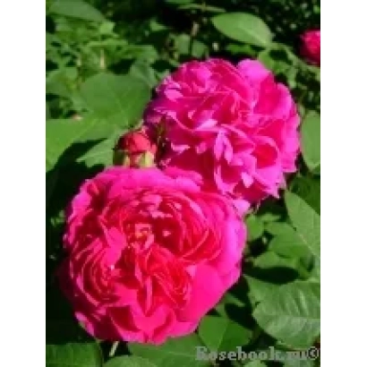 Роза на фоне зелени - РУИСИ 2763 А