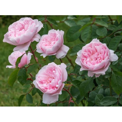 Roses RUISL 1309 B against green foliage