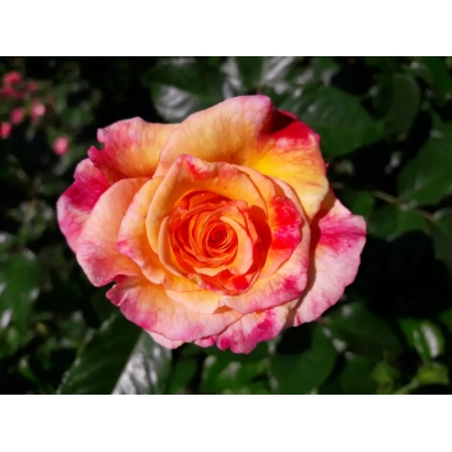 Роза сорта РУИСЛ 1632 А на фоне зелени