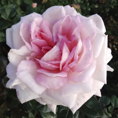 Роза розового цвета на фоне зелени - РУИВИ 7285 А