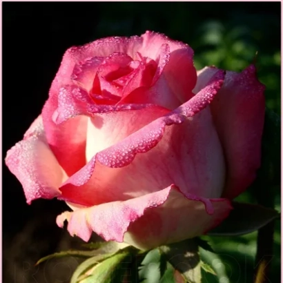 Роза сорта Русская красавица на темном фоне