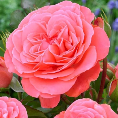 Rose variety Schepburg against green foliage