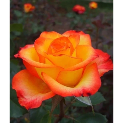 Крупный план розы с оранжево-желтыми лепестками на фоне зелени - Счирус