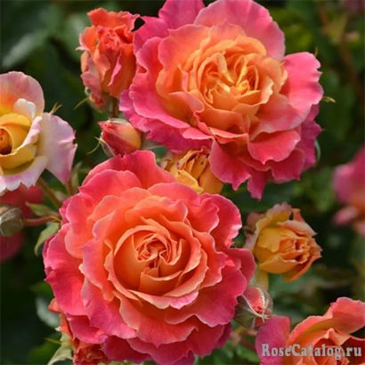 Роза Schlaire на фоне зелени - Счлаире