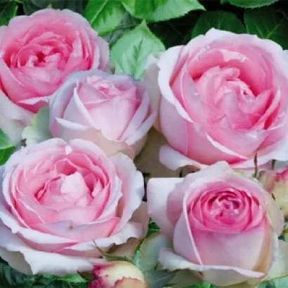 Роза сорта Схормай