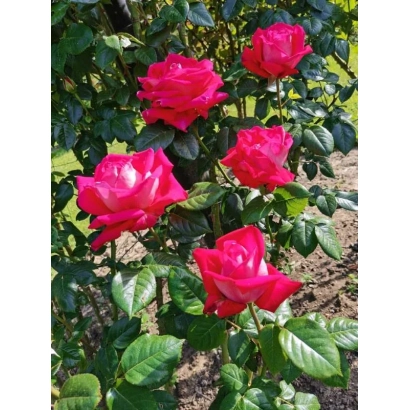 Красные розы на кусте - СЕДАЯ ДАМА