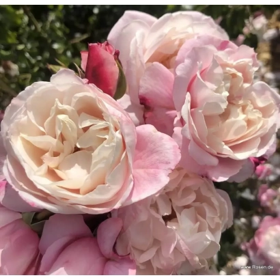 Роза сорта Селдреам на фоне зелени