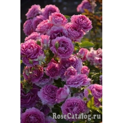 Rose variety SHERENDEE against green foliage