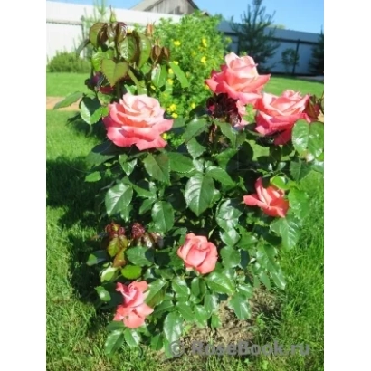 Роза сорта Сильвер Фьюбили на кусте в саду