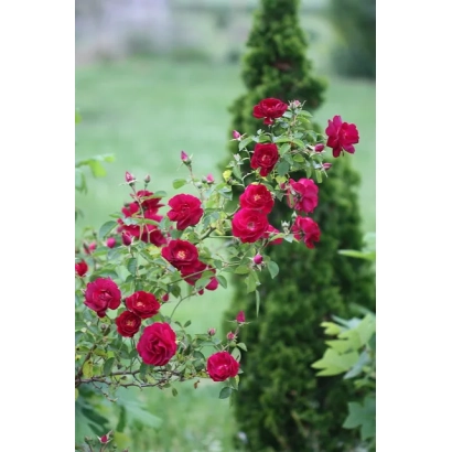 Червоні троянди на фоні зелених кущів та хвойного дерева - Смарагд