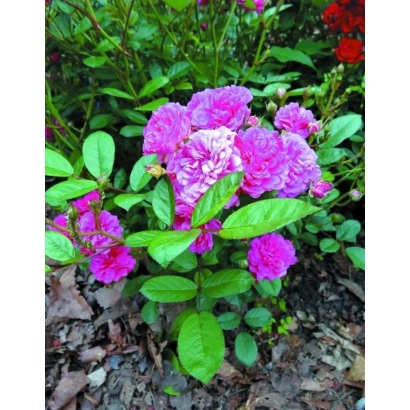 Роза сорту Сніжний Тайфун у квіту на фоні зелені