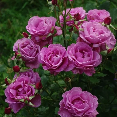 Роза Шокинг Блу на фоне зелени