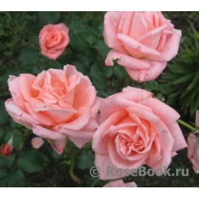 Роза сорту Соня на фоні зелені