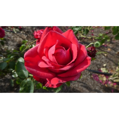 Красная роза на фоне земли - Спедофия