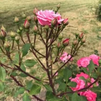 Роза на фоне зелёного поля - Спогади