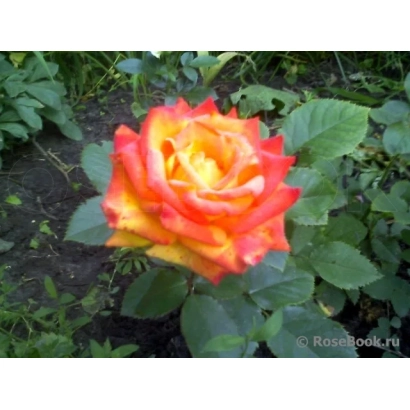 Роза с красно-желтыми лепестками на фоне зелени - Тан00125