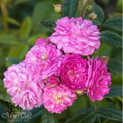 Роза розовая на фоне зелени - Танавл