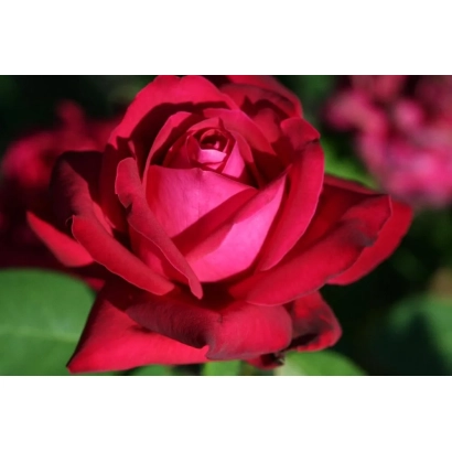 Червона троянда на зеленому фоні - Ювілейна