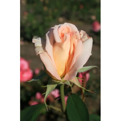 Роза сорта Жемчужина Кавказа на фоне сада