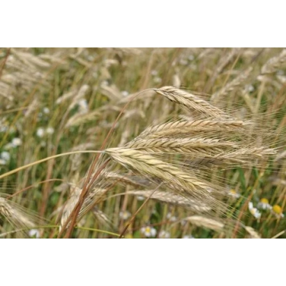 Степь с колосками ржи Антарес на фоне