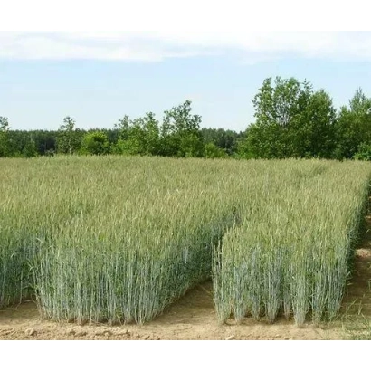 Field of rye BEZENCHUYSKAYA 87