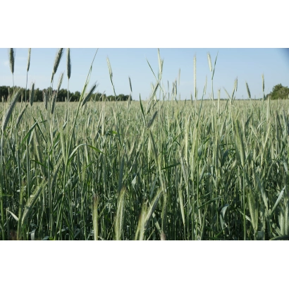 Field of rye against the sky - CHULPAN