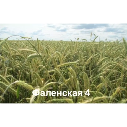 Field of rye variety FALENSKAYA 4