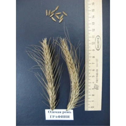 Rye seeds of variety Graphine next to ears and ruler