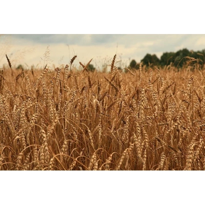 Wheat field against the sky