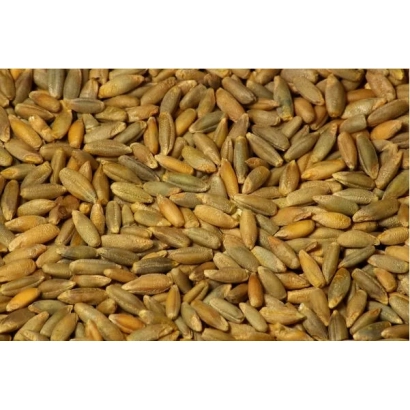 Крупний план зерен жита - Інтенсивне 99