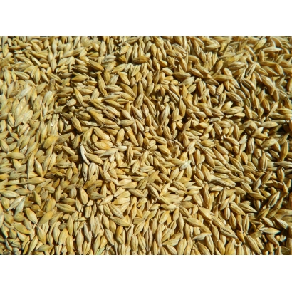 Rye grain on background - Kievskaya 86 / Kyivs'ke 86