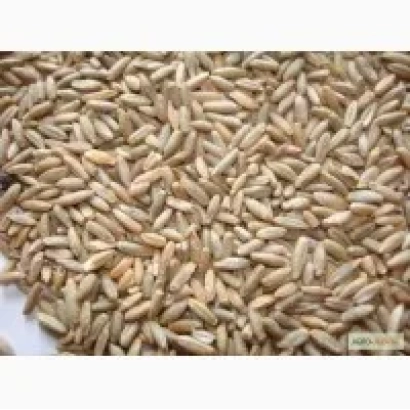 Зерно ржи на поверхности - Киивское 93