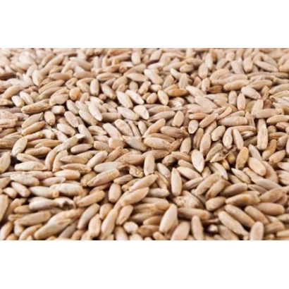 Семена ржи сорта Кормовая 51