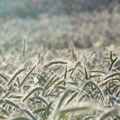 Field of rye in the background, image of the category Rye - Kws Eterno