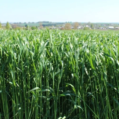 Поле с зелёной рожью на фоне неба - КВС Прогас