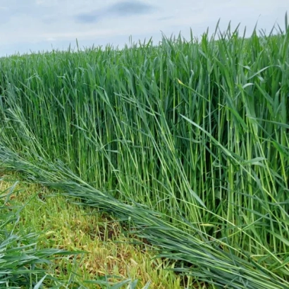 Поле з зеленою житою, що відповідає категорії 'Рожь'. - КВС Пропауер