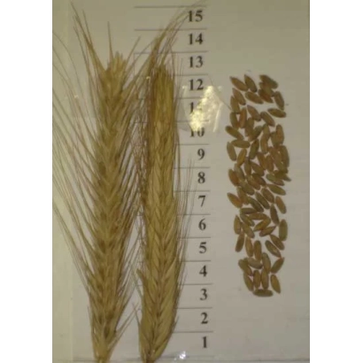 Стебли ржи и зерна ржи рядом с линейкой - Марусенька