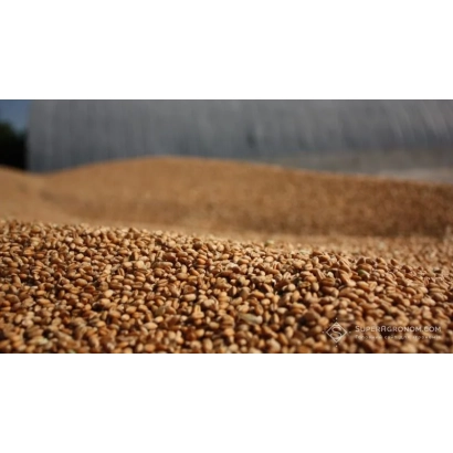 Зерно ржи на фоне стены - Одесская многолетняя