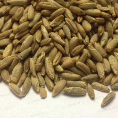 Rye grains on a white background - KONDRATENKO RYE