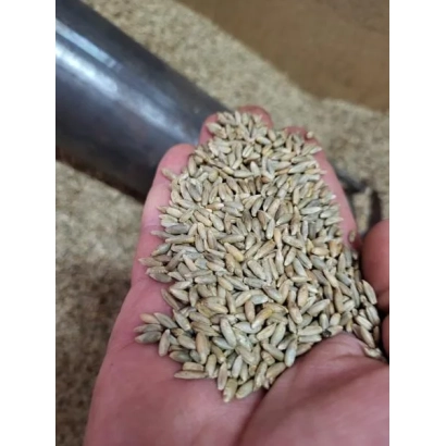 Рука держит зерна ржи на фоне насыпи - Сиверское