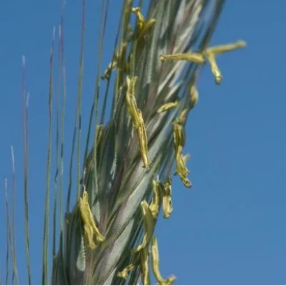 Rye stalks against a blue sky - ZU Forzetti