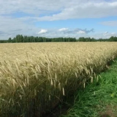 Field of rye under a blue sky - Tatyana
